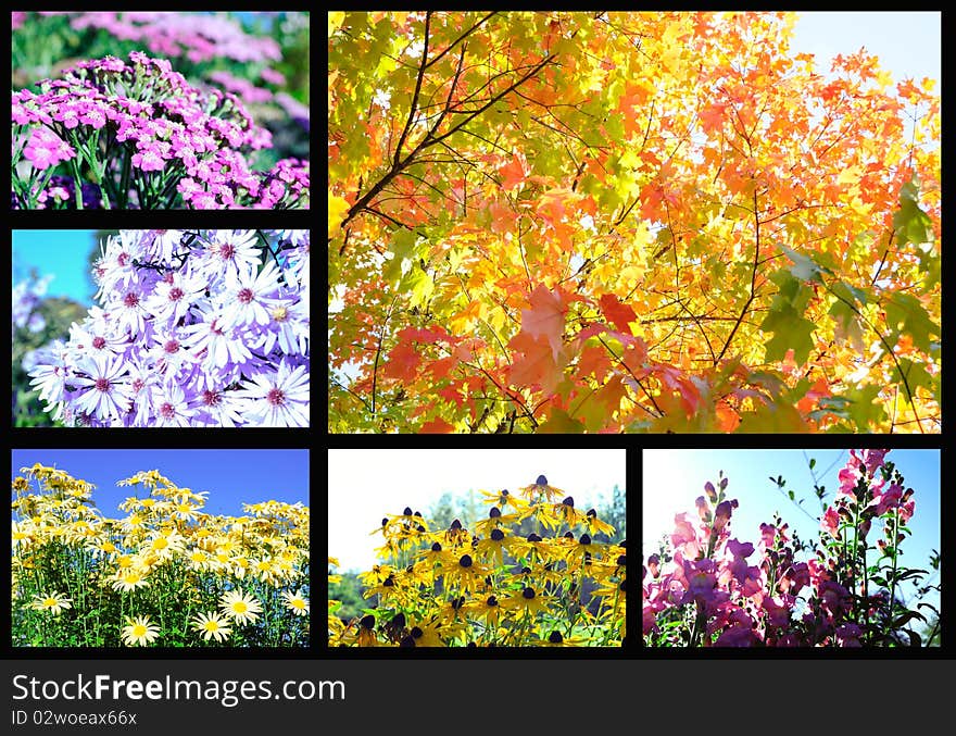 Flowers and trees autumn