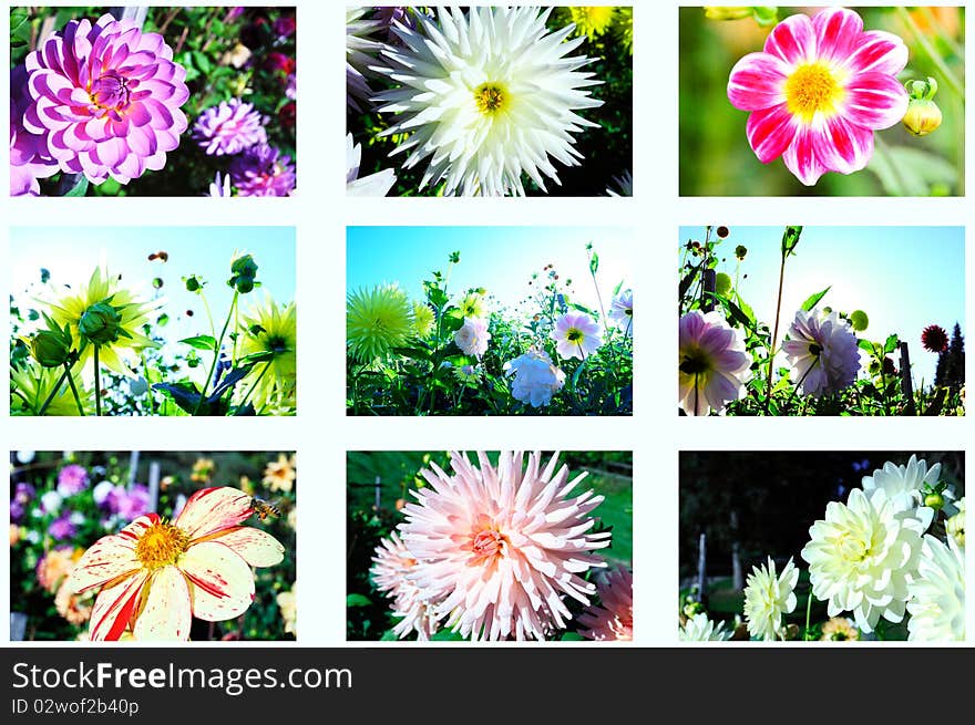 Collage of many different colorful autumn flowers. Collage of many different colorful autumn flowers