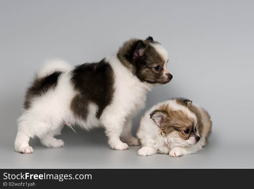 Puppies of the spitz-dog in studio