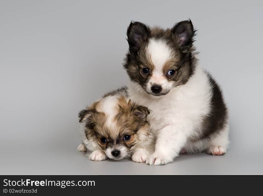 Puppies of the spitz-dog in studio