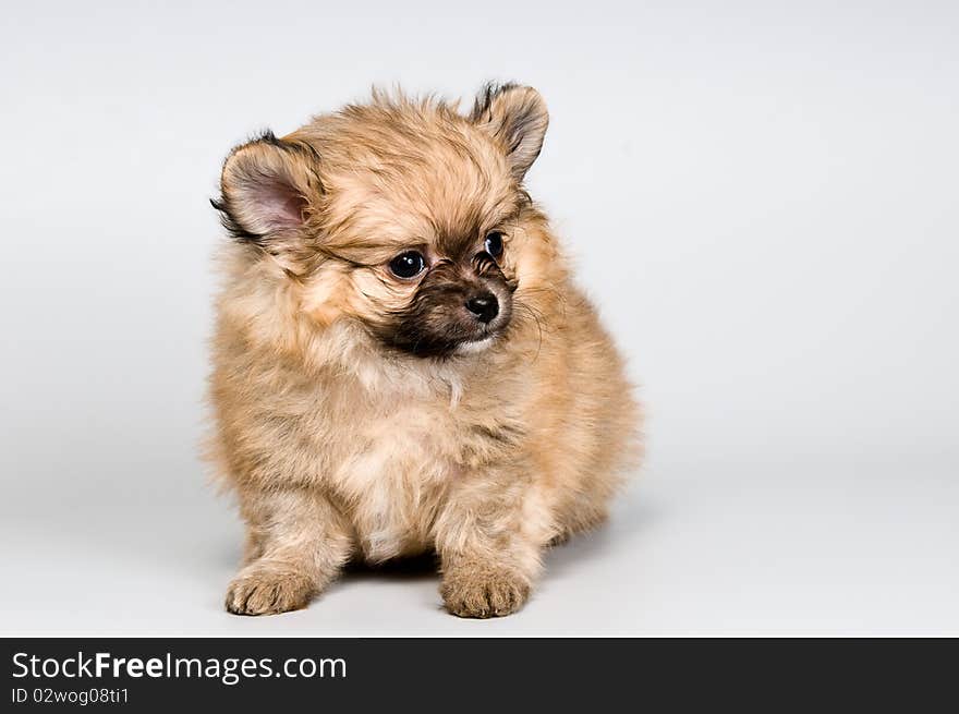 Puppy of the spitz-dog in studio on a neutral background