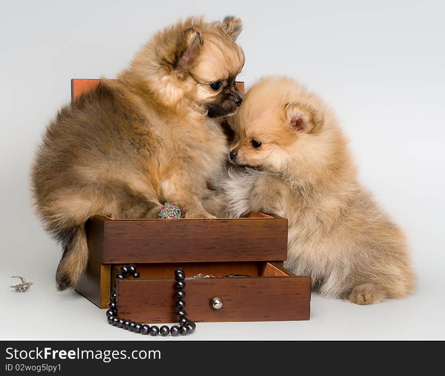 Puppies lapdog with a necklace in studio