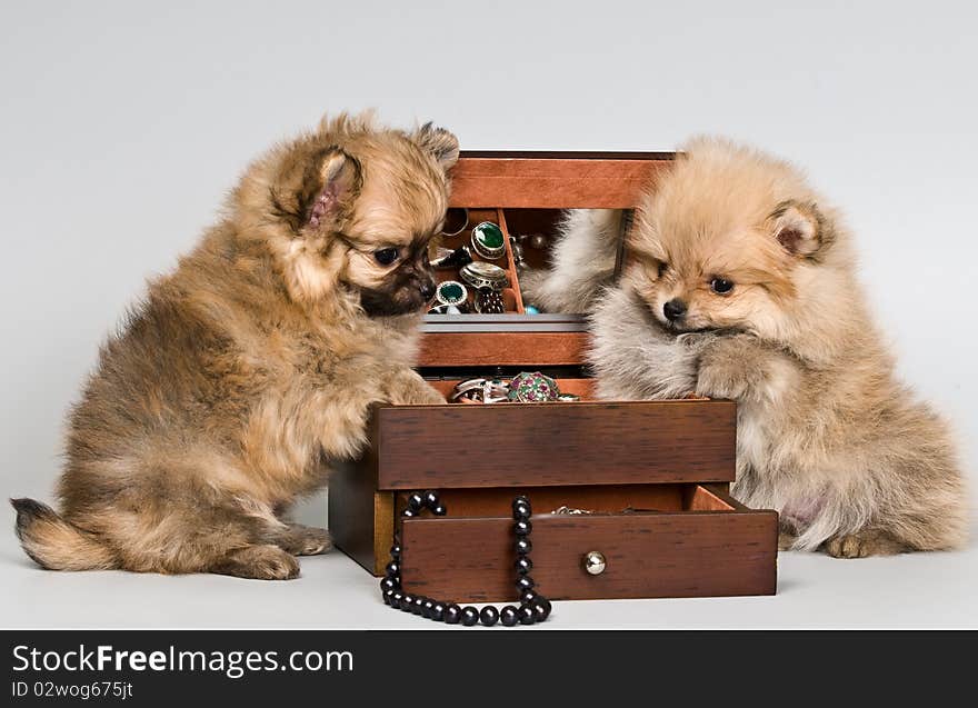 Puppies lapdog with a necklace in studio