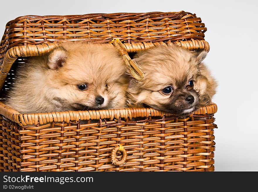 Two lapdogs in a basket