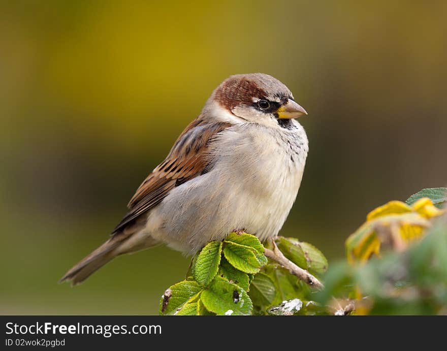 Sparrow in a profile