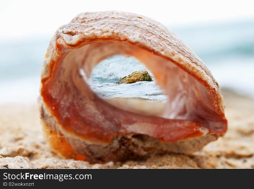 Seashell on the beach in a suny summer day