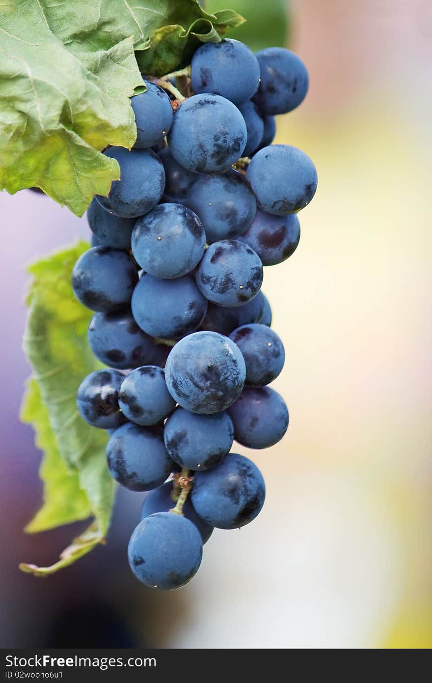 Grape vine closeup, focus on foreground. Grape vine closeup, focus on foreground.