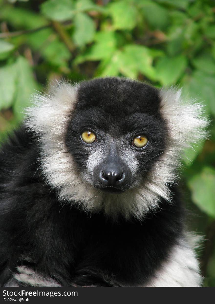 The portrait of the black-and-white ruffed lemur on background of the foliage. The portrait of the black-and-white ruffed lemur on background of the foliage.