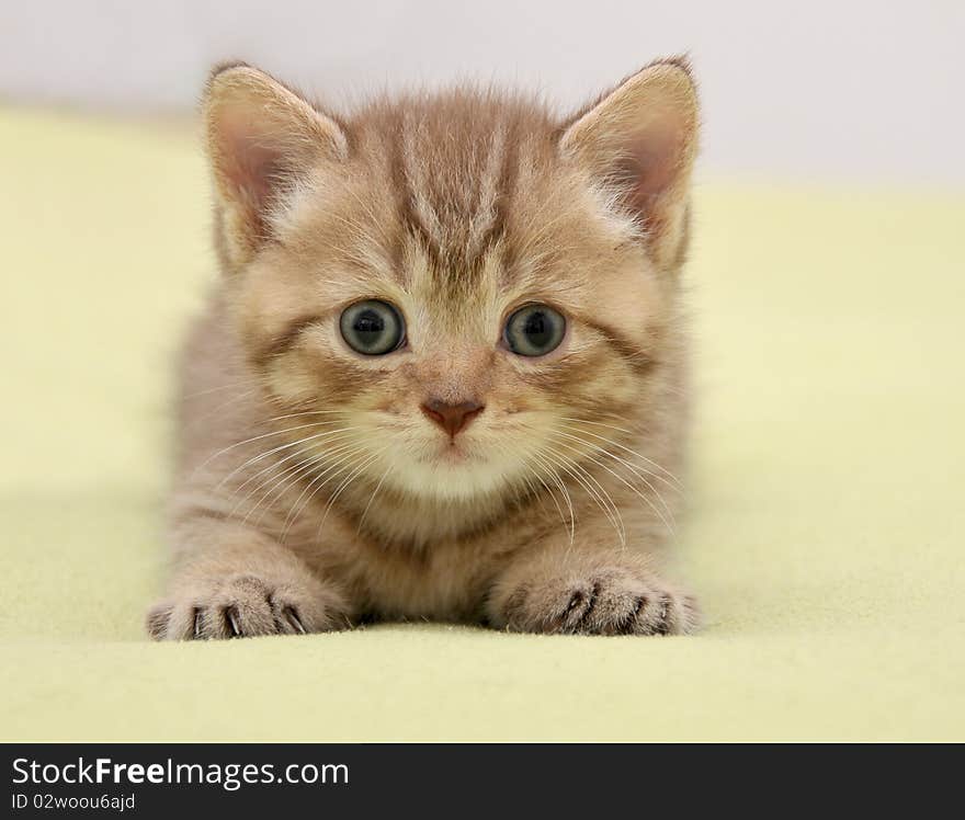 British kitten