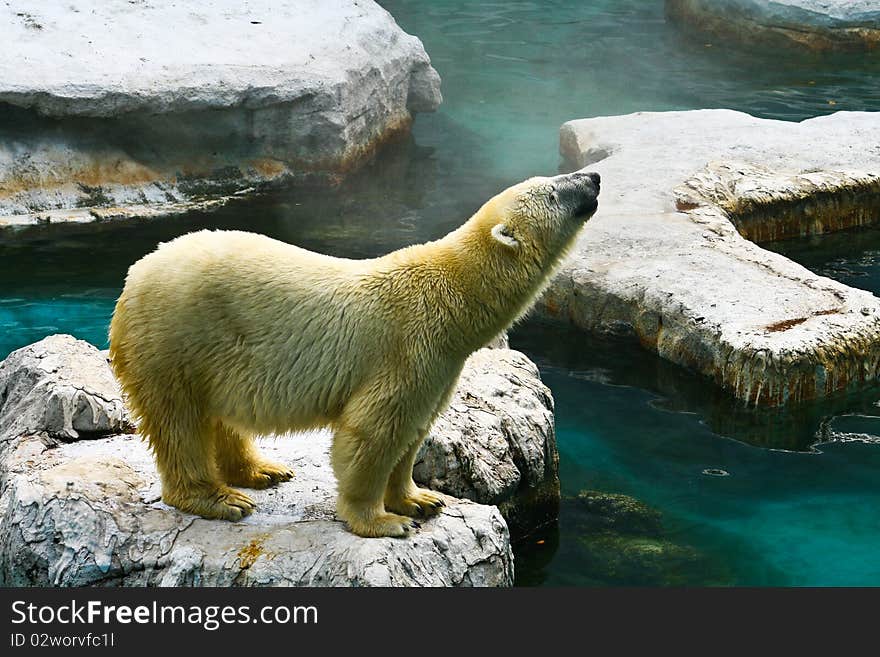 A White Bear large at the Thai Zoo