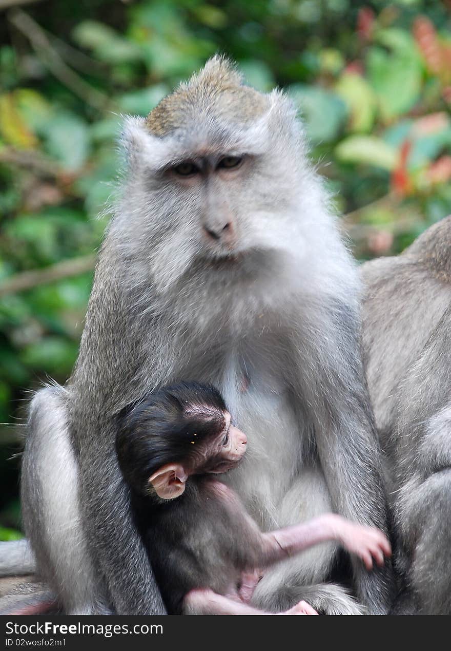 Monkey mother & child