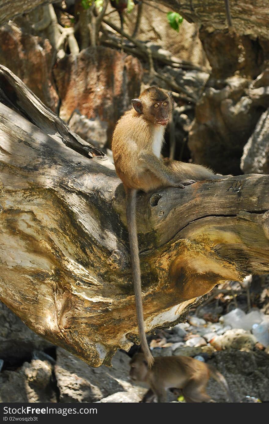 Baby monkey on Phi-phi island Krabi,Thailand