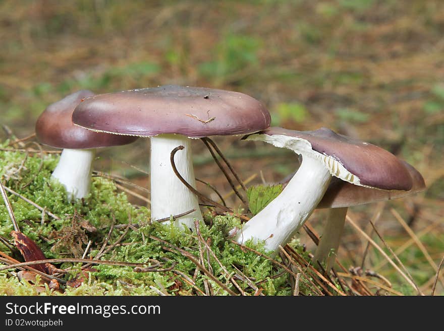 Humpback brittlecap, Russula caerulea, on moss and pine needles. Edible mushroom, free wild food. Humpback brittlecap, Russula caerulea, on moss and pine needles. Edible mushroom, free wild food.