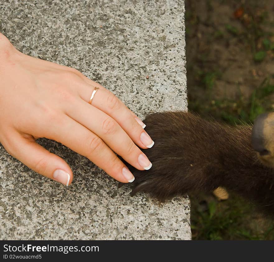 Hand shake of the person and bear. Hand shake of the person and bear