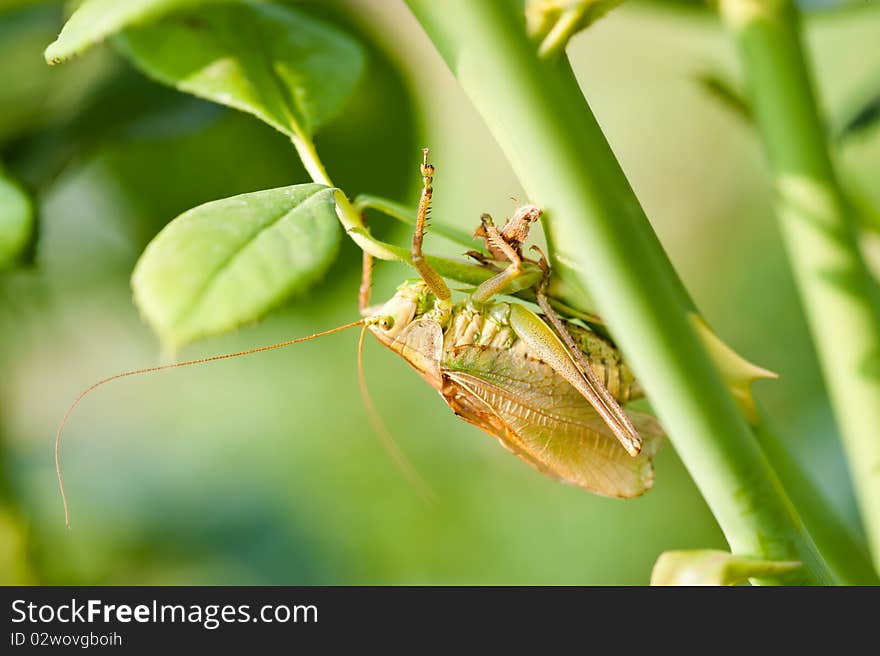 Green grasshopper on the stalk