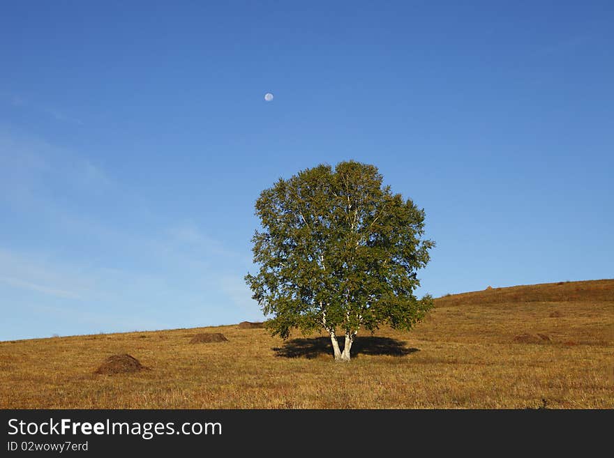 There are tree and blue sky and lateness moon and plain in the picture of grassland. The moon yields less
light than the sun.