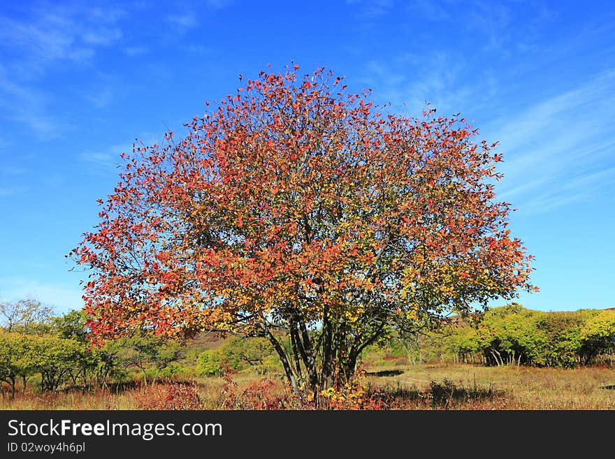 The Tree In Autumn