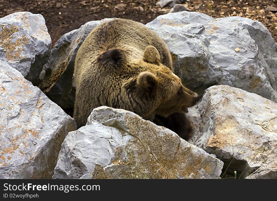 Brown bear