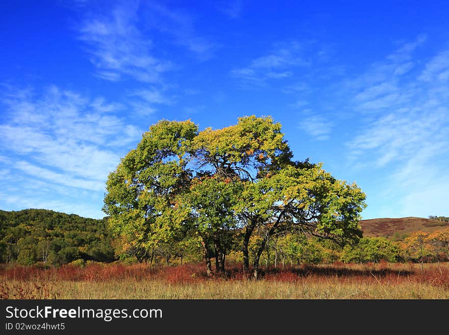 The Grassland Hills