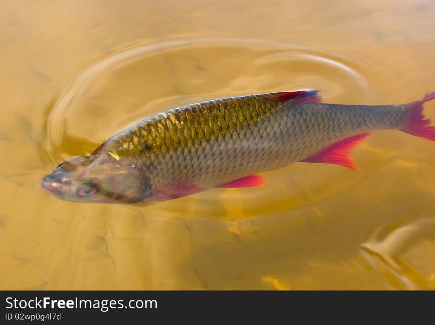 Fresh-water fish left on shoal to get warm. Fresh-water fish left on shoal to get warm