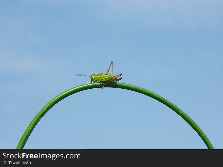 Grasshopper on a stalk close up. Grasshopper on a stalk close up