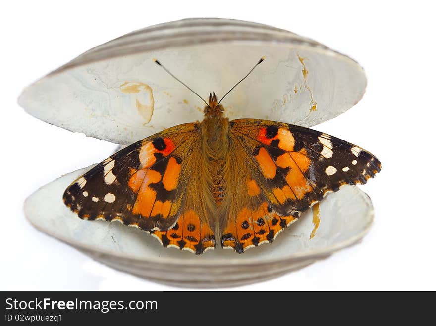 The butterfly in a cockleshell on a white background. The butterfly in a cockleshell on a white background