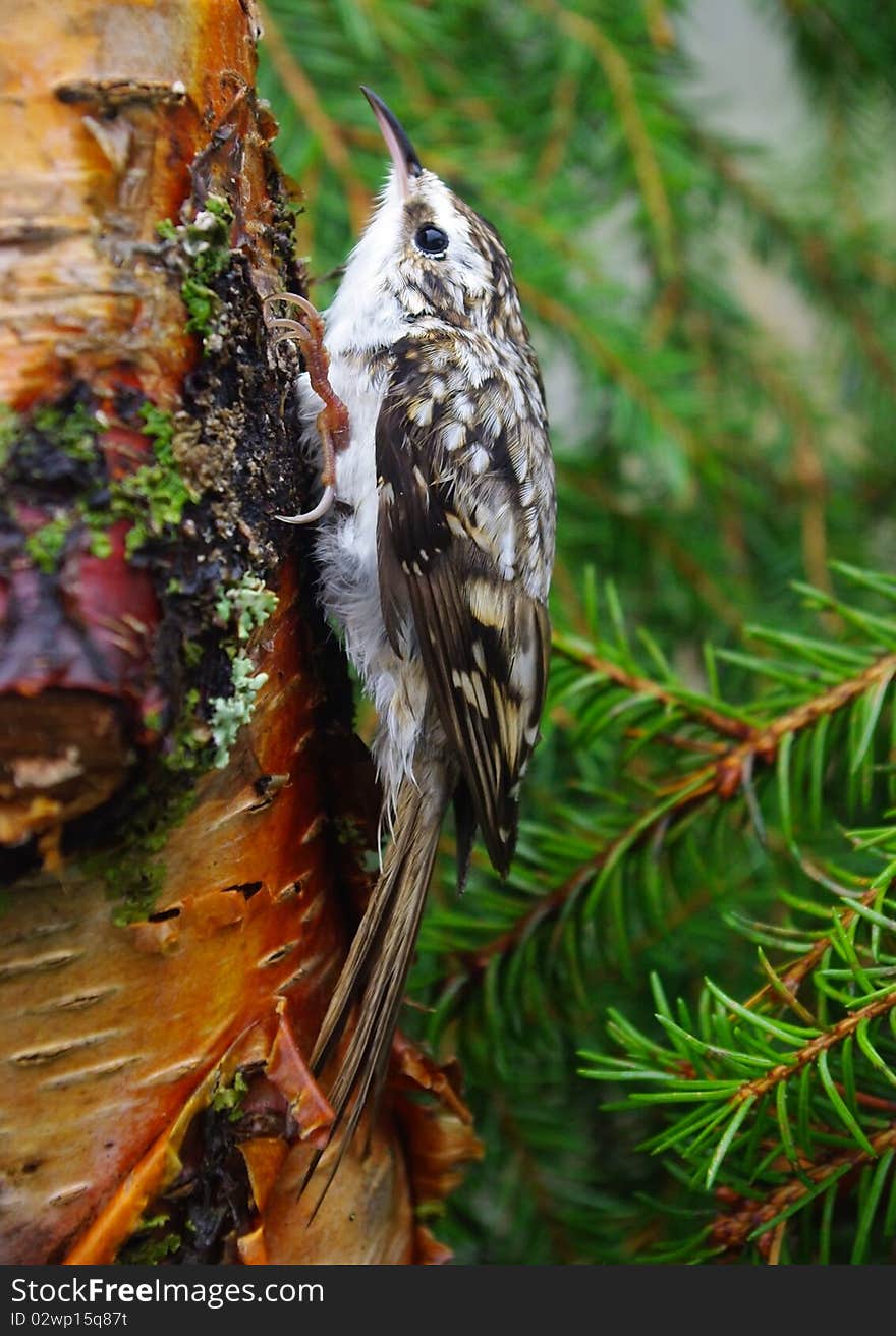 Creeper on a tree trunk close up