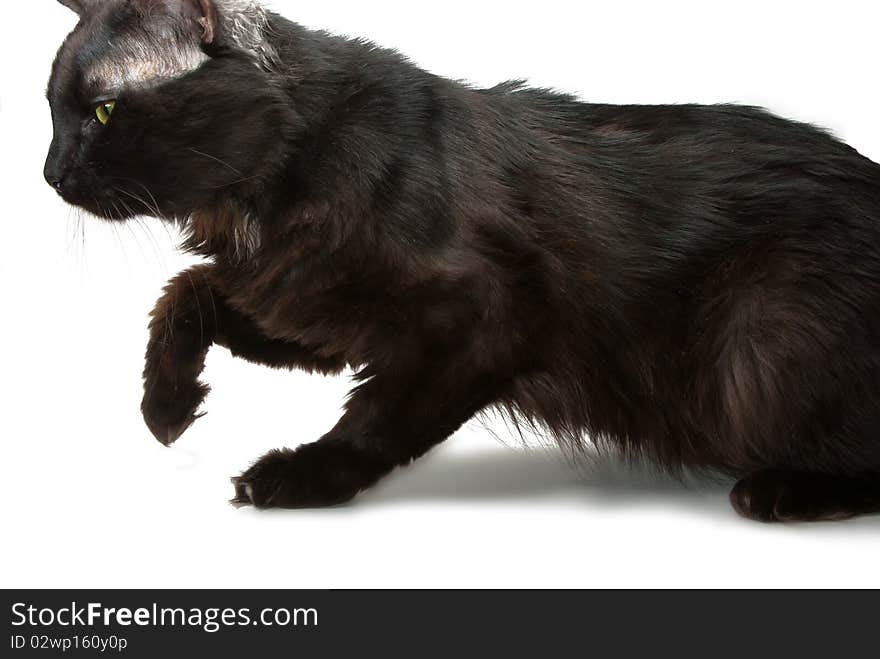 Cat prowled on a white background. Cat prowled on a white background