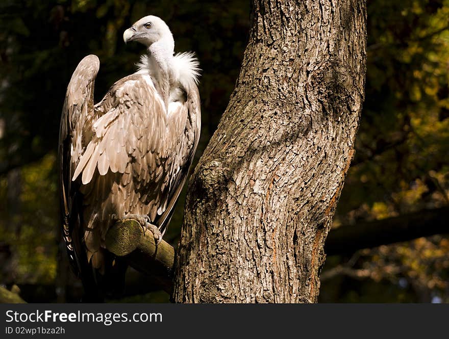 Griffon Vulture