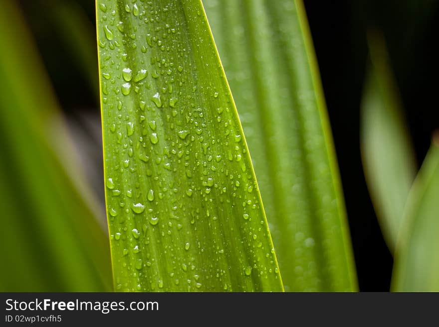 Selective focus on green leaf with water drops. Green and dark background. Selective focus on green leaf with water drops. Green and dark background.