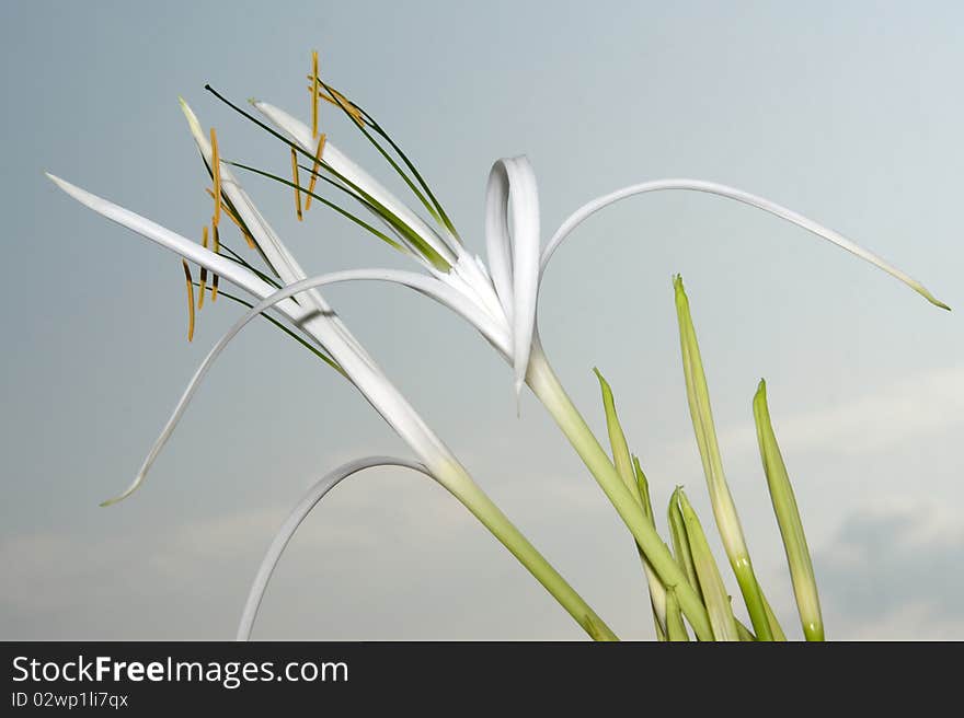 Hymenocallis caribaea on a white background closeup