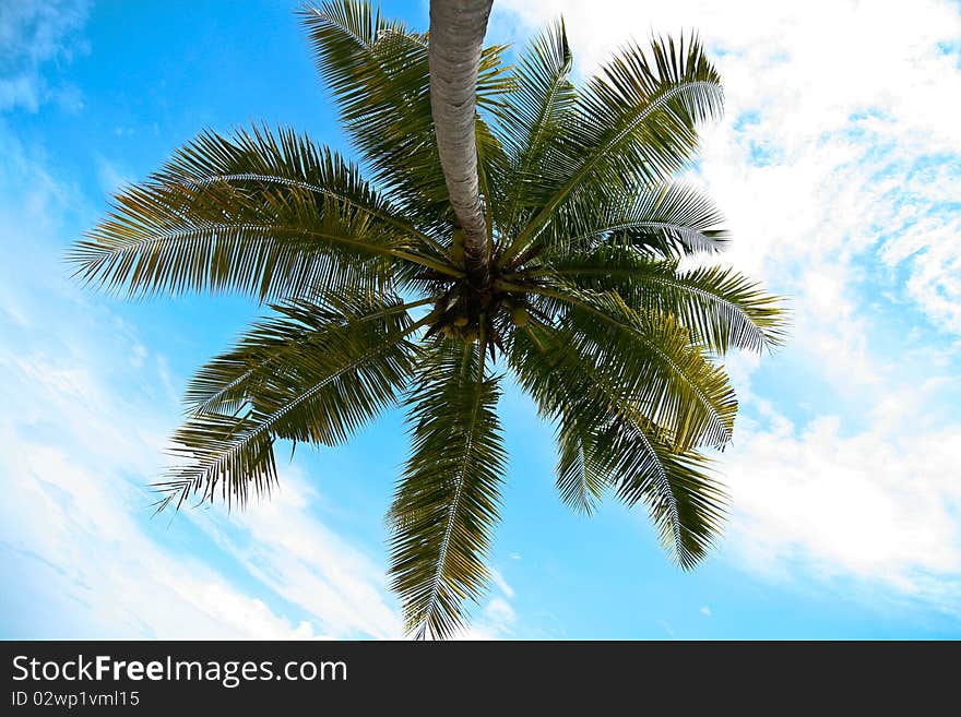 Coconut Palm