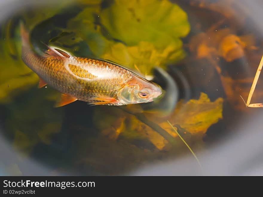 Fresh-water fish left on shoal to get warm. Fresh-water fish left on shoal to get warm