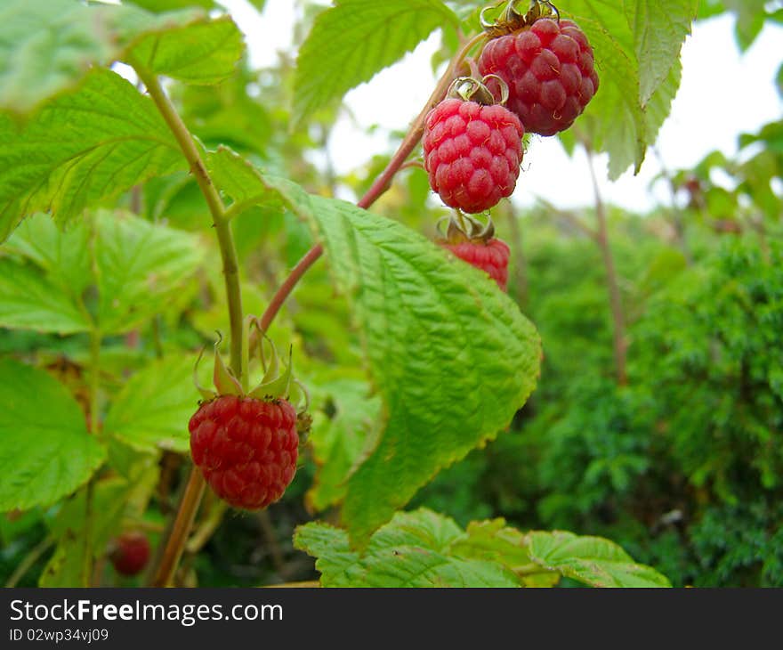 The ripe raspberry on branches