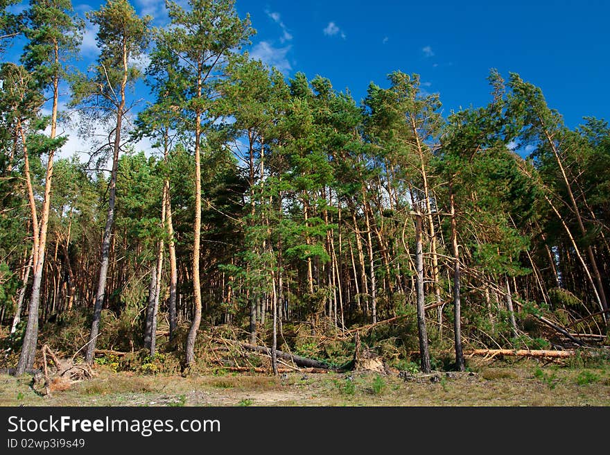 Forest after hurricane