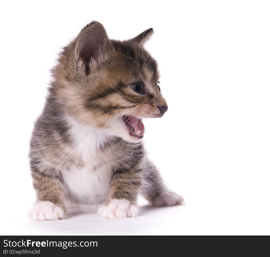 Kitty on the white isolated background