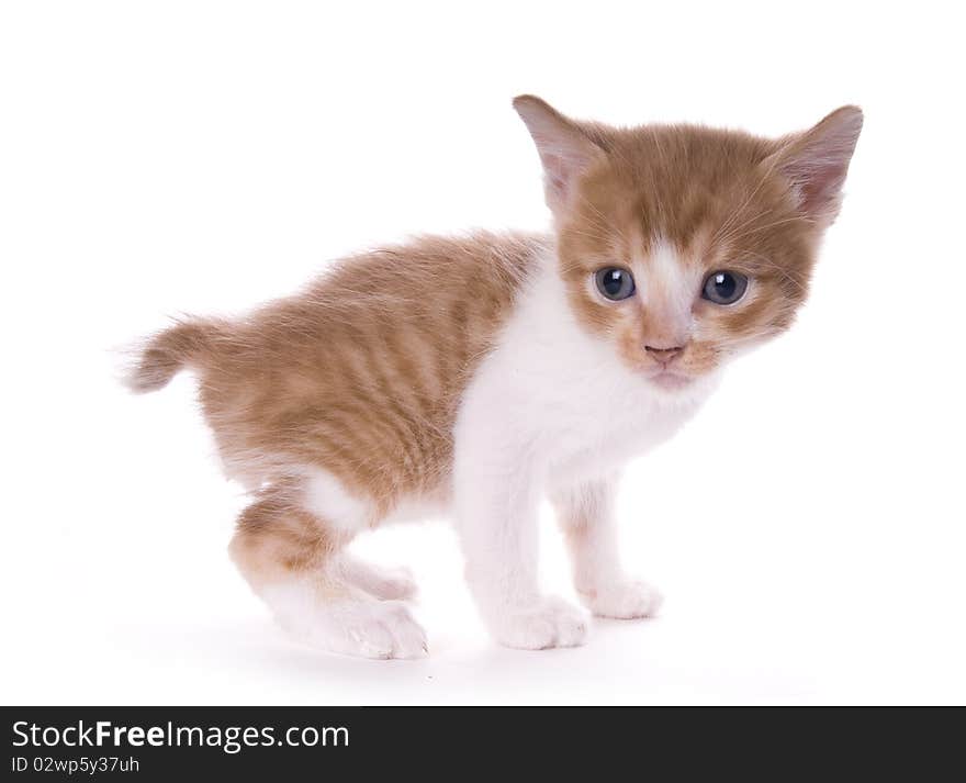 Kitty on the white isolated background
