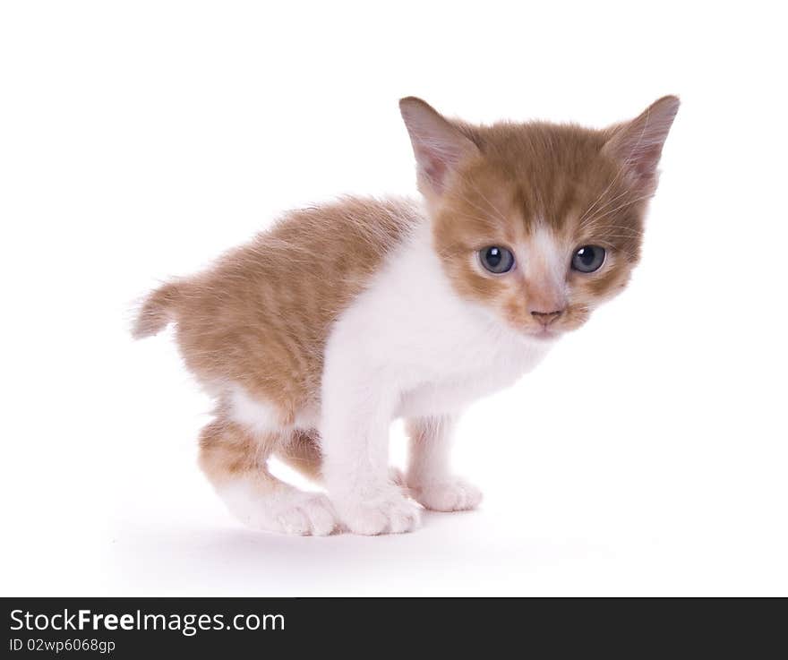 Kitty on the white isolated background