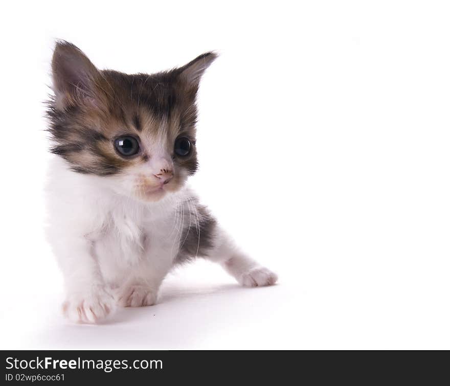 Kitty on the white isolated background