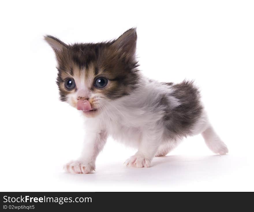 Kitty on the white isolated background