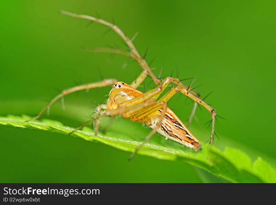 Lynx Spider