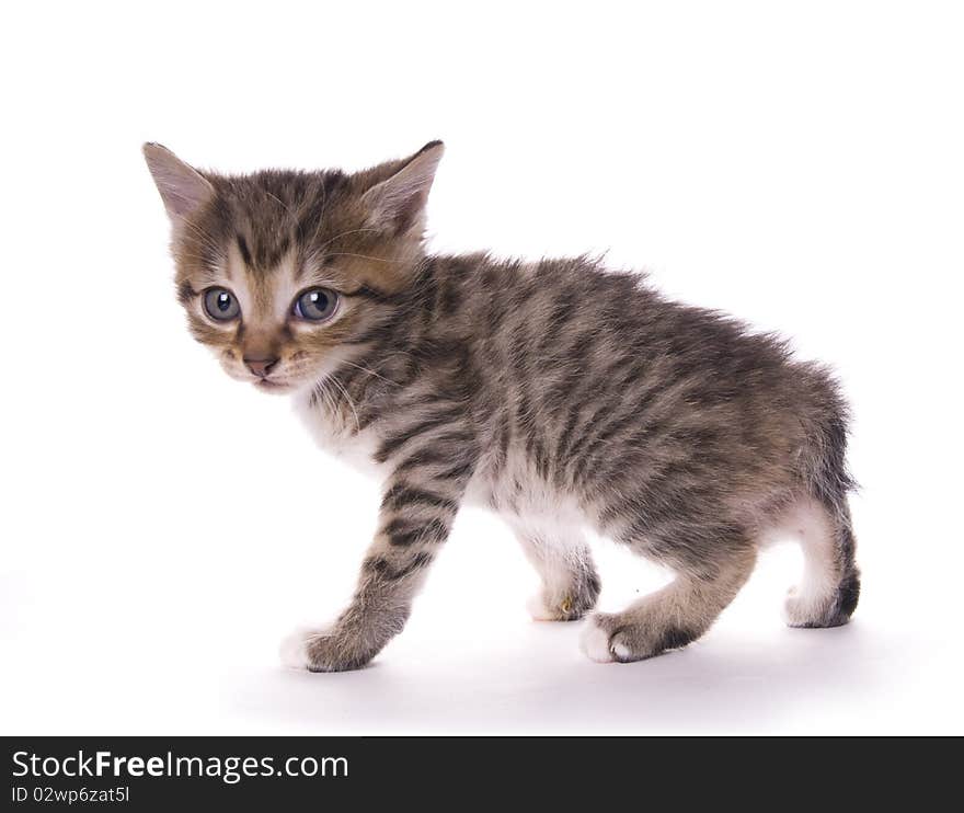 Kitty on the white isolated background