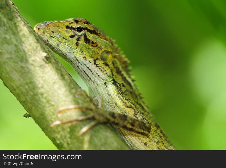 Closeup Of A Green Garden Lizard