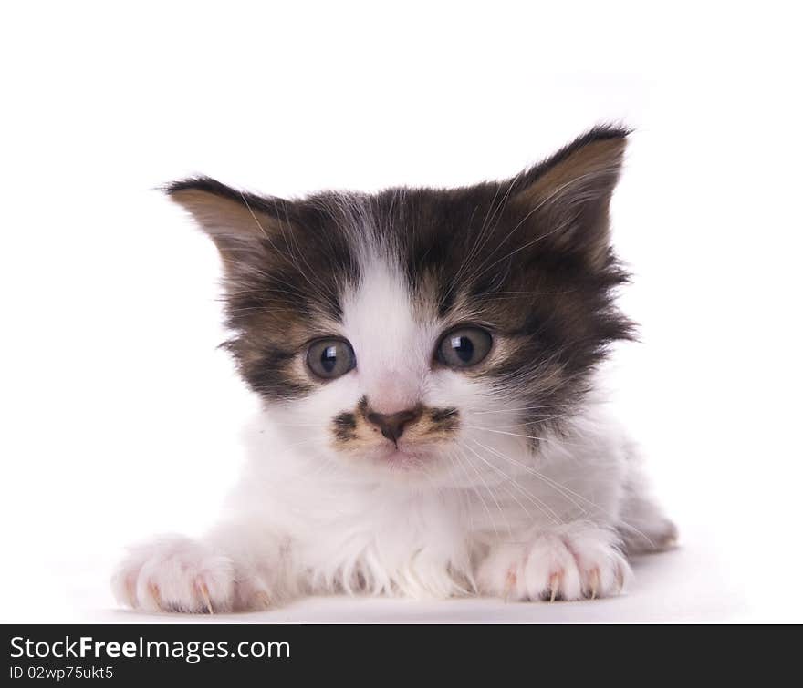 Kitty on the white isolated background