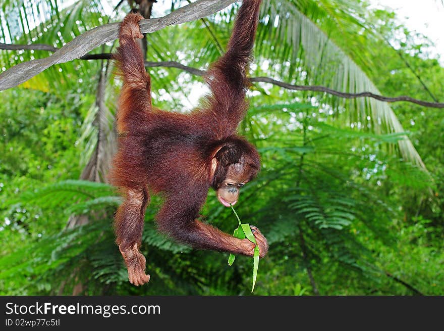 Young Gorilla With A Playful Pose Hanging On A Vine