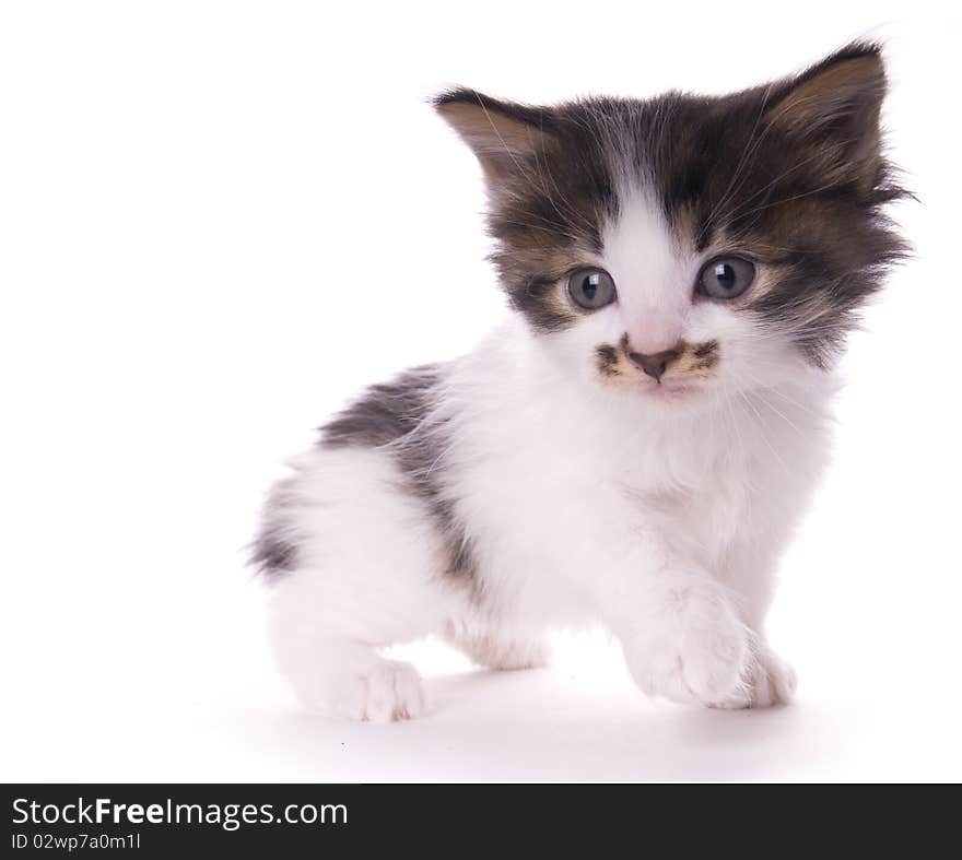 Kitty on the white isolated background