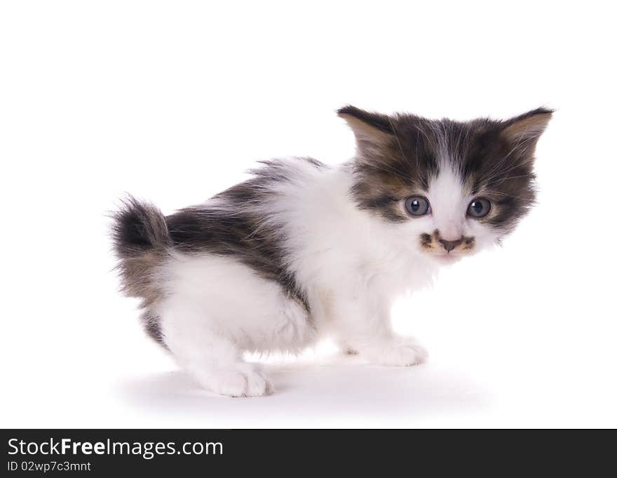 Kitty on the white isolated background