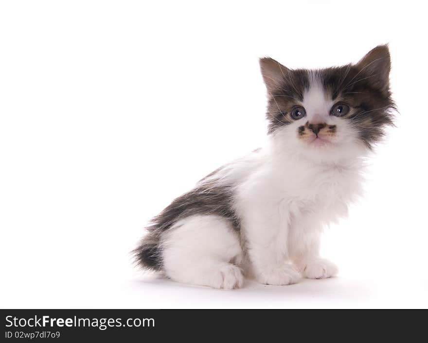 Kitty on the white isolated background