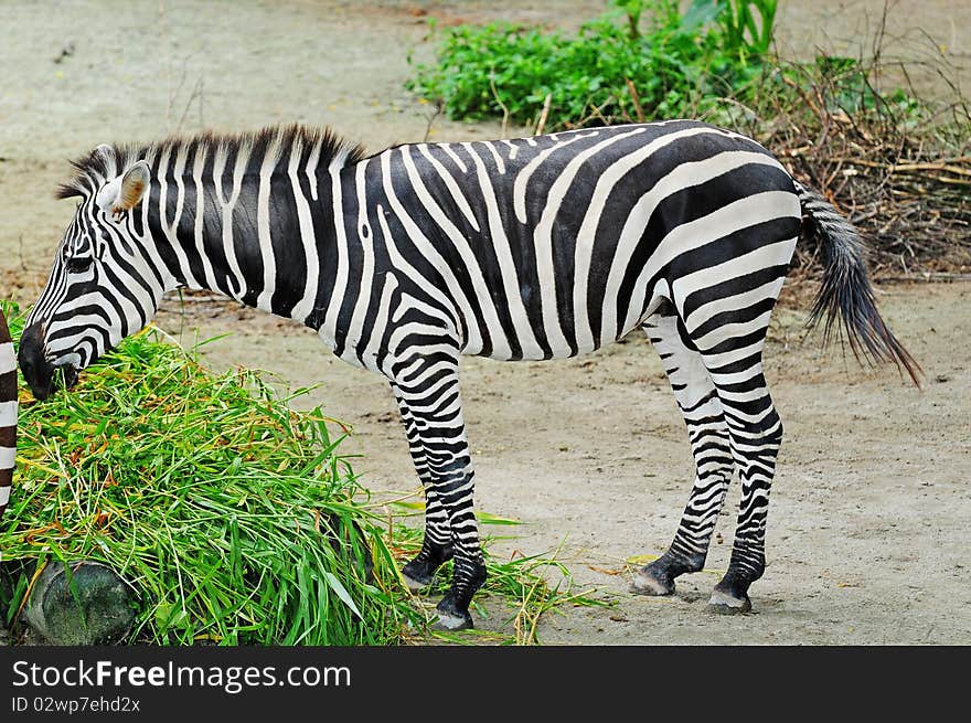 A Zebra Feeding On Grasses