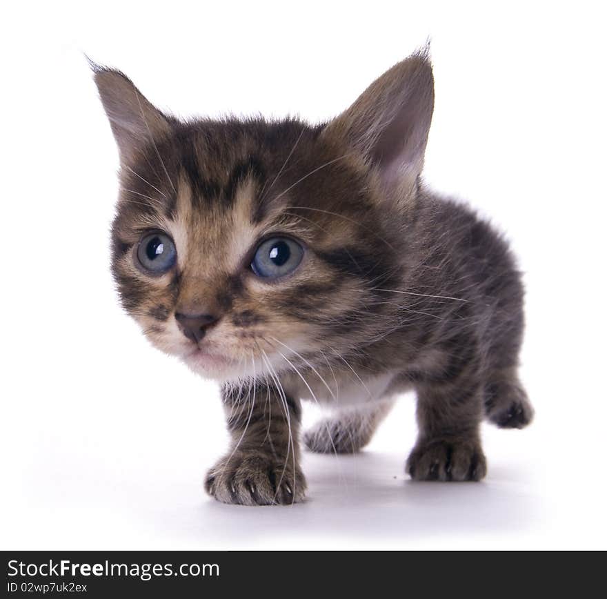 Kitty on the white isolated background